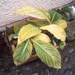 These are the striped Canna named 'Pretoria'. They have only just been released in New Zealand. These are the striped Canna named 'Pretoria'. They have only just been released in New Zealand.