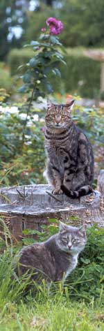 Sifter and Jerome photographed 10 seconds after a furious cat-fight. These two cats often keep me company over the other side of the water race. Sifter and Jerome photographed 10 seconds after a furious cat-fight. These two cats often keep me company over the other side of the water race.