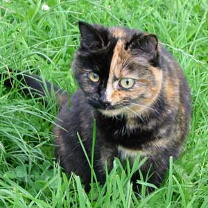 Trying to hide in the grass. Trying to hide in the grass.