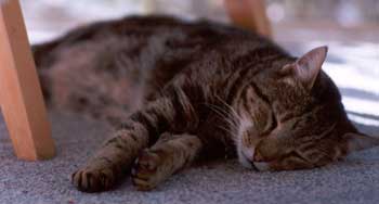 Sifter snoozing on the carpet in cat lounge. Sifter snoozing on the carpet in cat lounge.