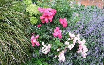 An example of Moosey's robust cottage gardening style, in one of the patio borders. An example of Moosey's robust cottage gardening style, in one of the patio borders.