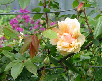 This is the rose Crepuscule on the pergola. This is the rose Crepuscule on the pergola.