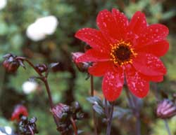 I've saved some seed to see what type of dahlia seedlings I'll get. I've saved some seed to see what type of dahlia seedlings I'll get.