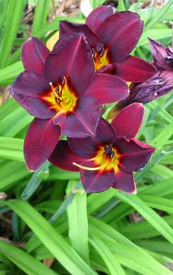 This daylily has Heuchera Purple Palace planted at its feet, along with a rich dark red flax for company. This daylily has Heuchera Purple Palace planted at its feet, along with a rich dark red flax for company.