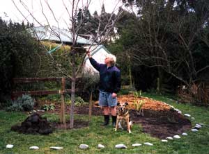 Stephen and Taj-dog survey the new tree while Sifter the cat tests the branches. Stephen and Taj-dog survey the new tree while Sifter the cat tests the branches.