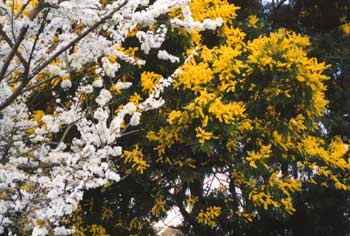 These trees bring spring colour to the pond paddock. These trees bring spring colour to the pond paddock.