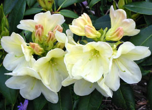 A variety called Golden Torch. A variety called Golden Torch.