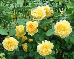 Egg yolk yellow flowers. Egg yolk yellow flowers.