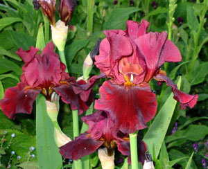 An unusual colour. An unusual colour.