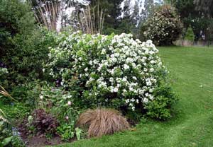 Every couple of years I chop this bush severely, yet it always seems to forgive and forget. Every couple of years I chop this bush severely, yet it always seems to forgive and forget.