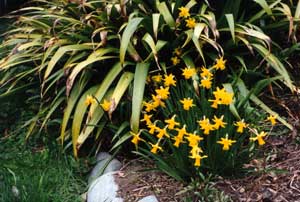 The iris confusa is a little frost damaged. The iris confusa is a little frost damaged.