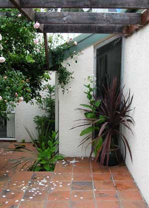 When the red cordyline gets too big it goes into a border somewhere and I start all over again. When the red cordyline gets too big it goes into a border somewhere and I start all over again.