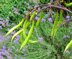 The large bright green bean like pods are perfect for stylish floral arrangements. The large bright green bean like pods are perfect for stylish floral arrangements.