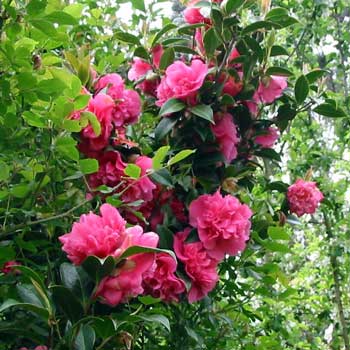 This camellia is in the car lay-by garden near the house. This camellia is in the car lay-by garden near the house.