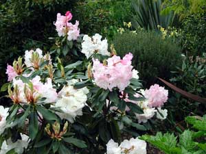 I've planted three of these close together - might prove to be a bit excessive. I've planted three of these close together - might prove to be a bit excessive.