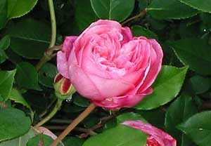 Some of the many roses flowering now. Some of the many roses flowering now.