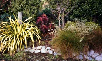 Pittosporums form a green backdrop for the flax and the Oak leaved Hydrangea. Pittosporums form a green backdrop for the flax and the Oak leaved Hydrangea.