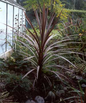 This red Cordyline started life in a patio pot. This red Cordyline started life in a patio pot.