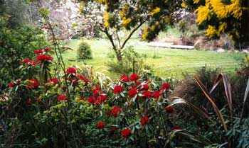 The rhododendrons do well here under the wattle trees, considering how dry the ground is. The rhododendrons do well here under the wattle trees, considering how dry the ground is.