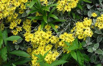 One of the best yellow flowering summer shrubs. One of the best yellow flowering summer shrubs.