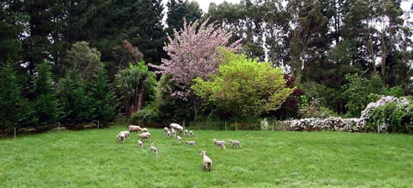The ewes and their lambs are in here temporarily to eat down the grass. The ewes and their lambs are in here temporarily to eat down the grass.