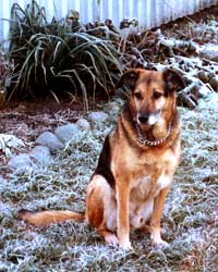 Taj-dog is missing Stephen too. Taj-dog is missing Stephen too.