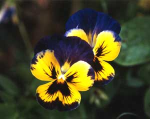 Self sown pansies bravely flowering mid winter. Self sown pansies bravely flowering mid winter.