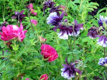 The aquilegias grow underneath a deep pink rugosa rose. The aquilegias grow underneath a deep pink rugosa rose.