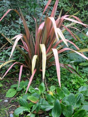 The colours of the flaxes are much appreciated as winter approaches. The colours of the flaxes are much appreciated as winter approaches.