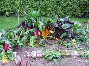 Coloured stems which look nicer than they taste. Coloured stems which look nicer than they taste.