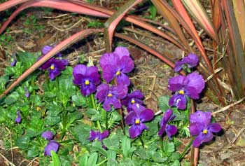 Some of winter's cheeriest flowers. Some of winter's cheeriest flowers.