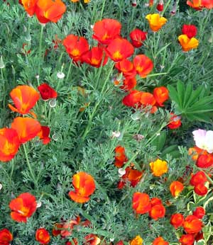 I forget how much fun these flowers are. They're planted near the Willow tree. I forget how much fun these flowers are. They're planted near the Willow tree.