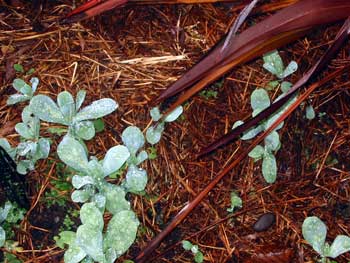 These are one of my favourite self-seeding plants, with beautiful glaucous blue-green foliage and small bluey-purple flowers These are one of my favourite self-seeding plants, with beautiful glaucous blue-green foliage and small bluey-purple flowers
