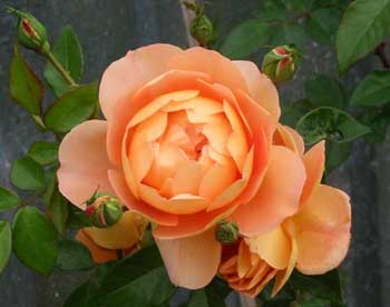 One of three recently reprieved roses. One of three recently reprieved roses.