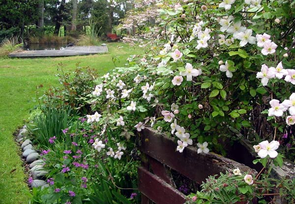 This is starting to smother its neighbours by the pond paddock archway. This is starting to smother its neighbours by the pond paddock archway.
