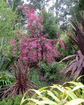 Blossom in Middle border. Blossom in Middle border.