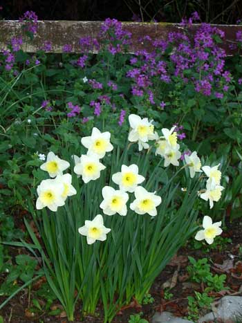 Daffodils and honesty. Daffodils and honesty.