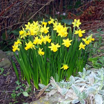 These are flowering really well this year. Some years they are hopeless These are flowering really well this year. Some years they are hopeless