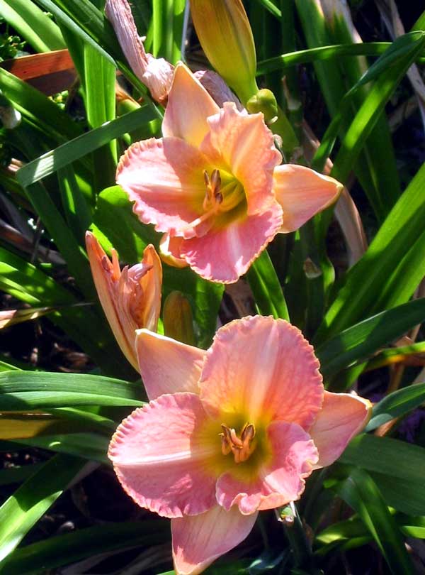 The perfect flowers for summer. The perfect flowers for summer.