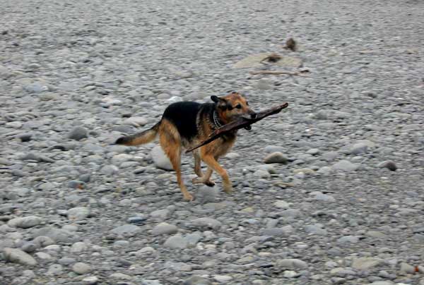 This is dog paradise, and paradise for stone gathering gardeners too. This is dog paradise, and paradise for stone gathering gardeners too.