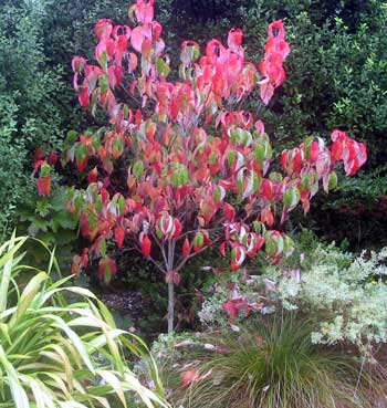 A Dogwood in the Dogpath garden ... quite a suitable tree. A Dogwood in the Dogpath garden ... quite a suitable tree.