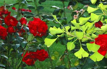 The second flush of flowers from the New Zealand rose Dublin Bay is just as nice as the first. The second flush of flowers from the New Zealand rose Dublin Bay is just as nice as the first.