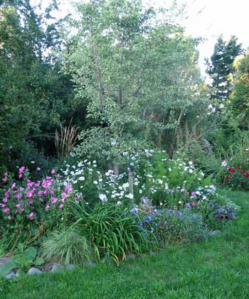 This garden is full of messy thriving rejects. Thanks to my friend Tonia for the rather mature variegated elm. This garden is full of messy thriving rejects. Thanks to my friend Tonia for the rather mature variegated elm.