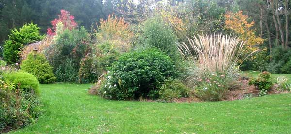 The Mexican Orange bush is a beautiful evergreen in autumn. The Mexican Orange bush is a beautiful evergreen in autumn.