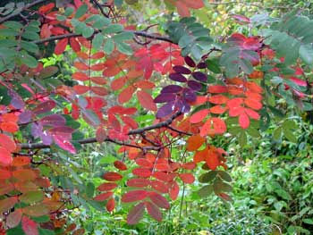 The autumn colours on the sorbus leaves are rich and varied. The autumn colours on the sorbus leaves are rich and varied.