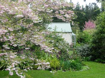 The view from the flowering cherry looking back towards the house. The view from the flowering cherry looking back towards the house.