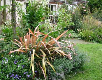 This flax lives in the house patio border. Its colours glow, especially in autumn and winter. This flax lives in the house patio border. Its colours glow, especially in autumn and winter.
