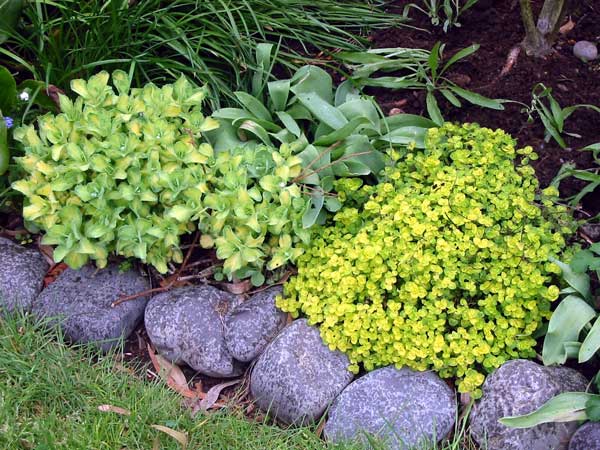 This beautiful edging plant is showing off its fresh spring growth. This beautiful edging plant is showing off its fresh spring growth.