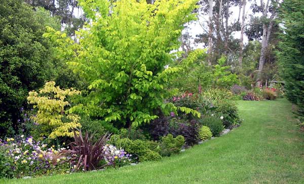 The Golden elm stretching out in Middle border. The Golden elm stretching out in Middle border.