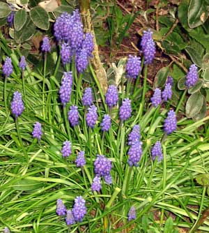 These are an amazing deep shade of blue. These are an amazing deep shade of blue.